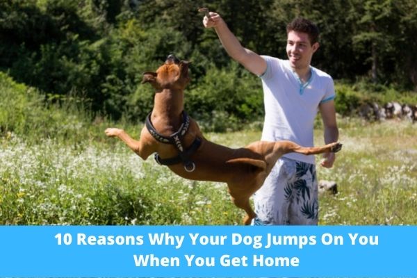 10 Reasons Why Your Dog Jumps On You When You Get Home