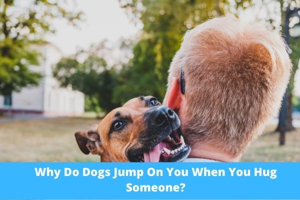 Why Do Dogs Jump On You When You Hug Someone?