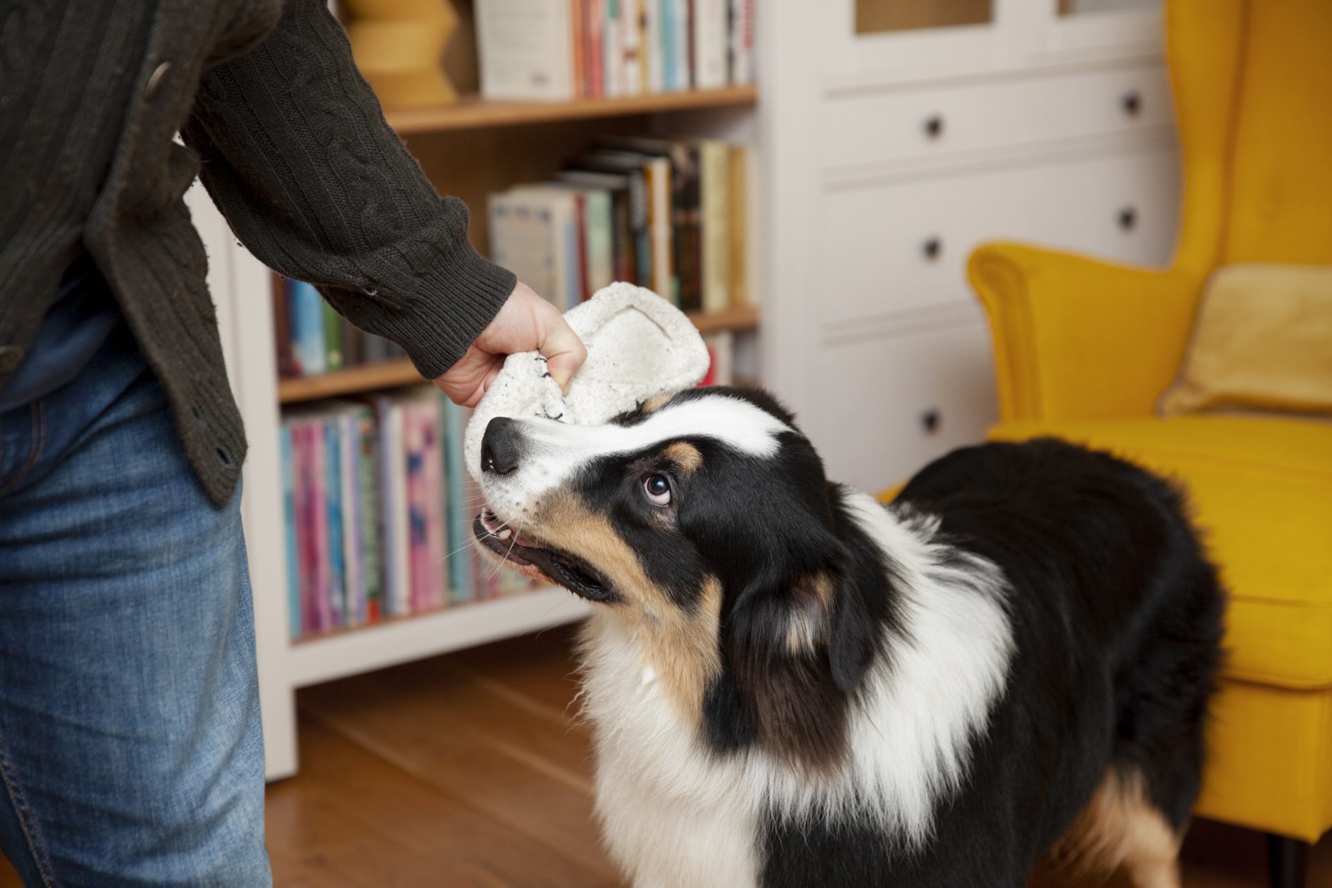 Unlocking the Potential: Brain Training for Dogs