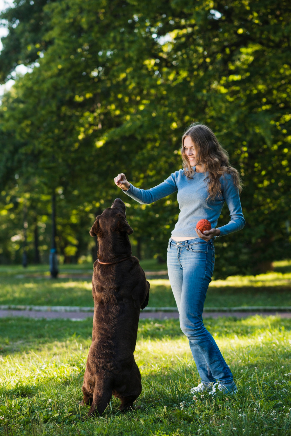 Unlock Your Dog’s Potential: The Power of Brain Training for Dogs
