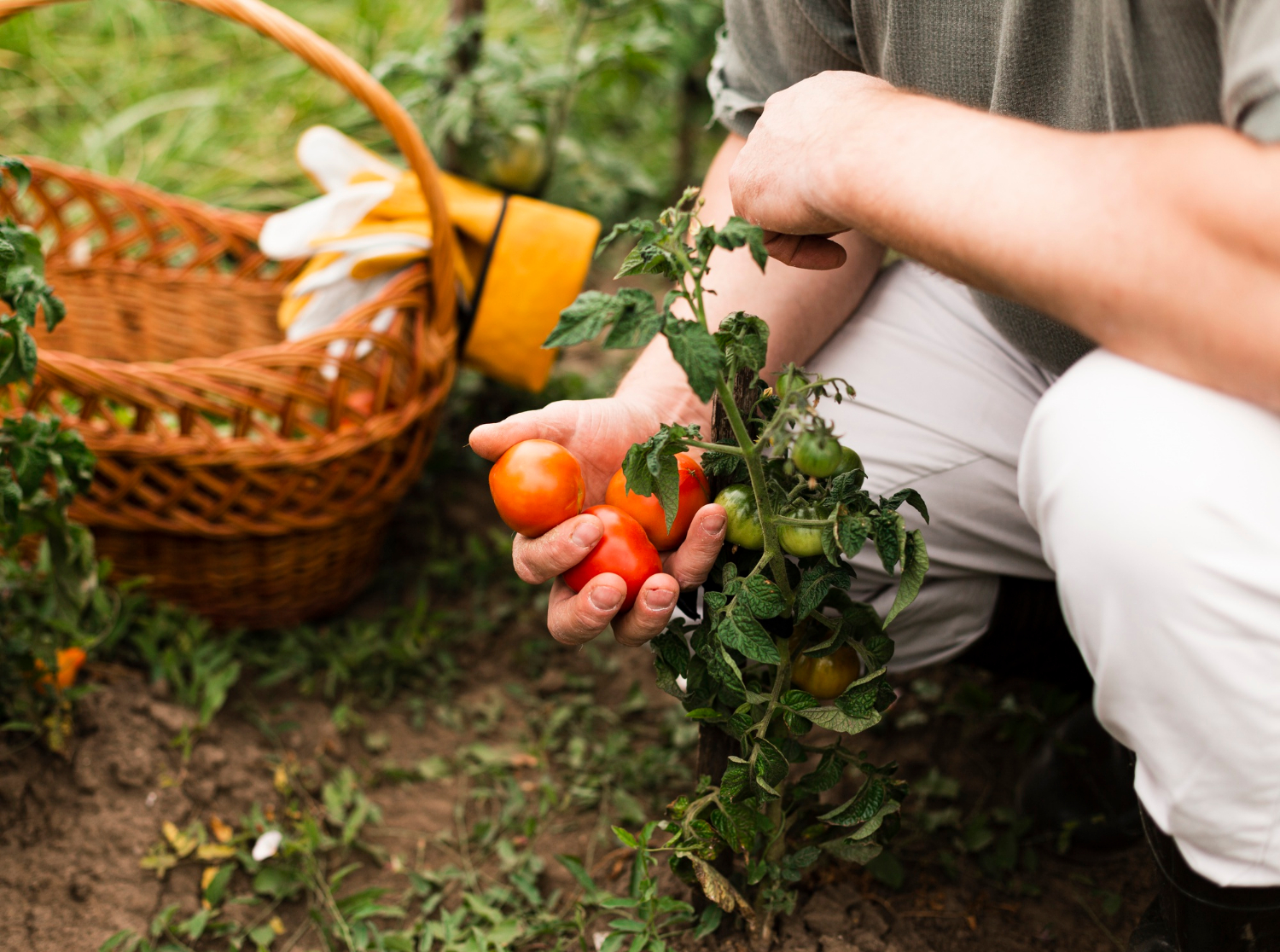 The Transformative Effects of Organic Gardening on Soil Health: A Comprehensive Guide