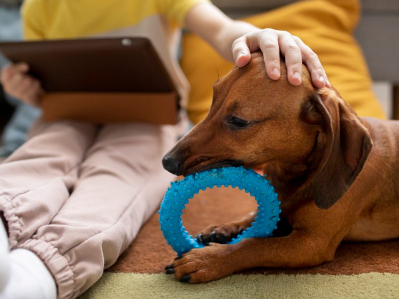 Paws & Puzzles: Brain-Boosting Games for Your Furry Friend