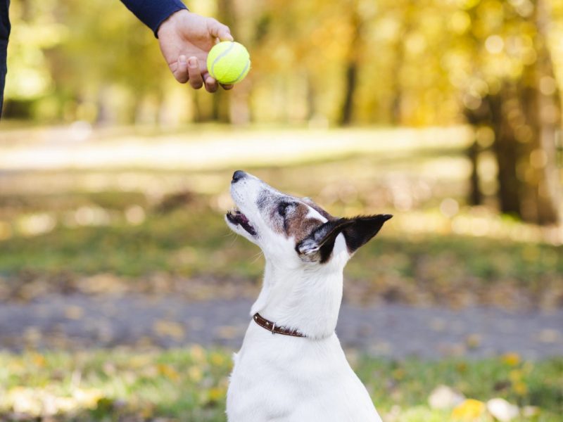 Unlocking the Canine Mind: Discover the Power of Mental Exercise for Dogs