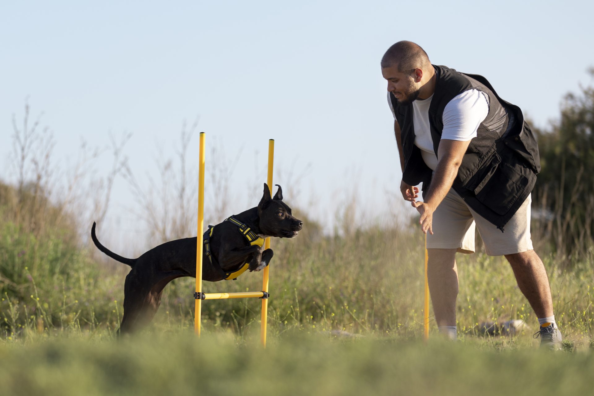 Unleashing Success: Mastering the Art of A Frame of Mind Dog Training