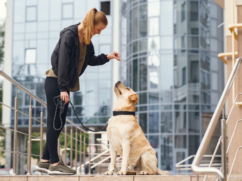 Top 5 Training Tips to Transform Your Dog into a Well-Behaved Pup!