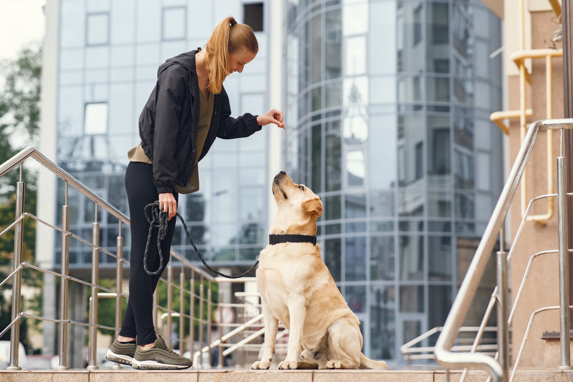 Top 5 Training Tips to Transform Your Dog into a Well-Behaved Pup!