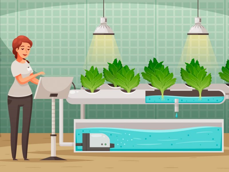 How Aquaponic Fish Tanks Work- A Deep Dive into the Ecosystem