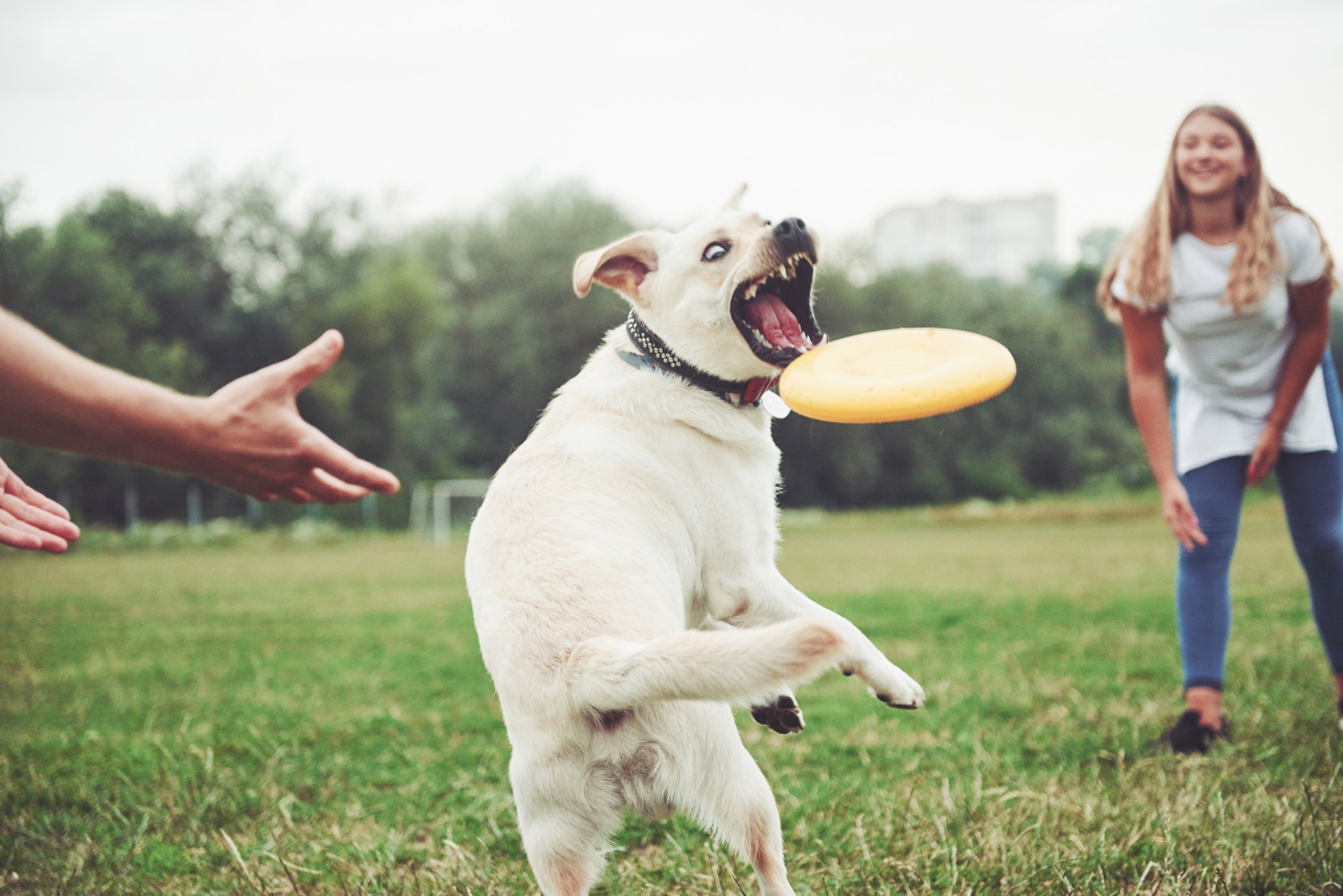 Unleashing Your Dog’s Hidden Brilliance: Brain Games for an Obedient, Intelligent Companion