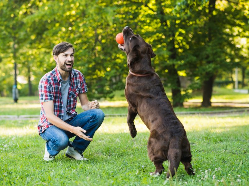 Unlock Your Dog’s Genius: Brain Training for Dogs Made Fun and Effective