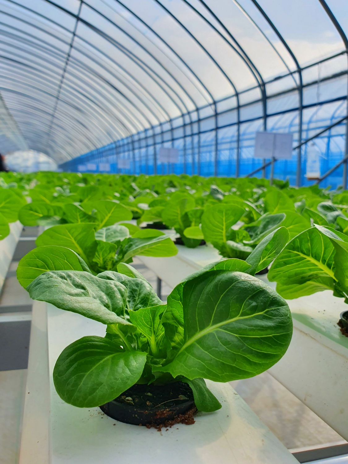 The Ultimate Aquaponics Beginner’s Guide